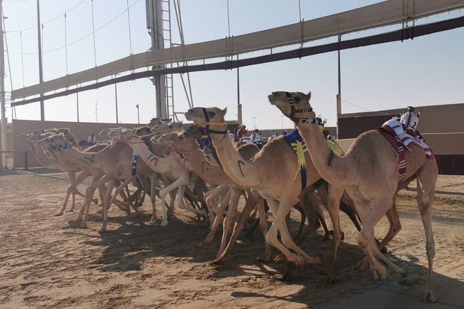 Half-Day Private Guided Camel Race Tour in Qatar - Race Details