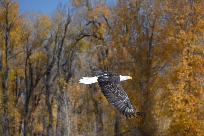 Half-Day Private Guided Fly Fishing at Jackson Hole - Included Gear and Amenities
