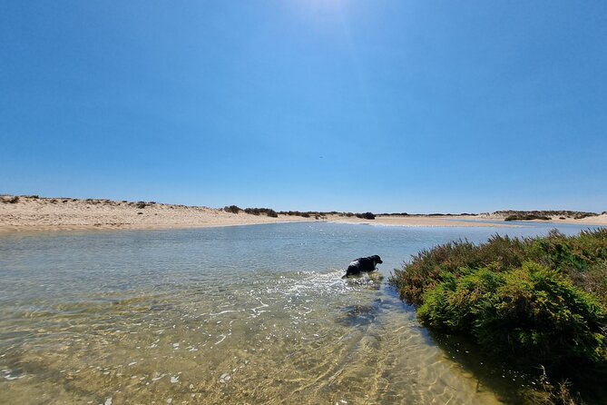 Half-Day Private Guided Kayak Island Tour - Participant Information