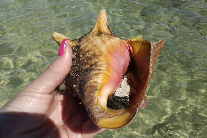 Half-Day Private Guided Key West Snorkeling and Sandbar Tour - Booking Information