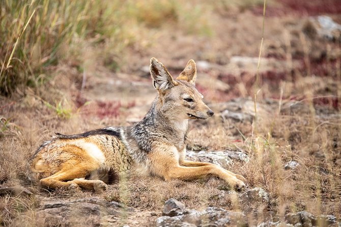 Half-Day Private Guided Safari Tour to Nairobi National Park - Cancellation and Payment Options