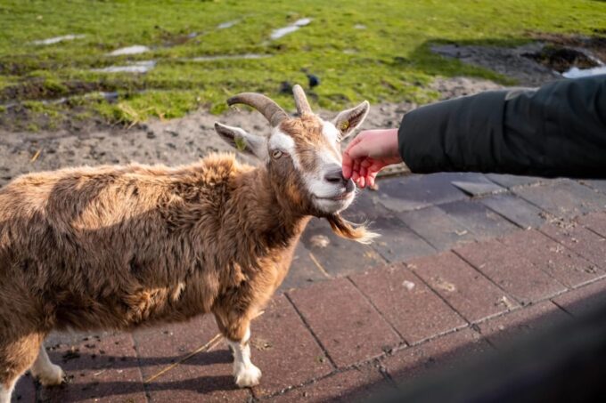 Half-Day Private Guided Sightseeing Tour of Zaanse Schans - Frequently Asked Questions