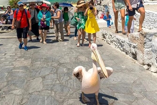 Half-Day Private Guided Tour in Mykonos up to 6 - Customization Options
