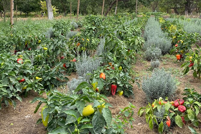 Half-Day Private Guided Tour of Orheiul Vechi and a Farmhouse - Highlights of the Tour