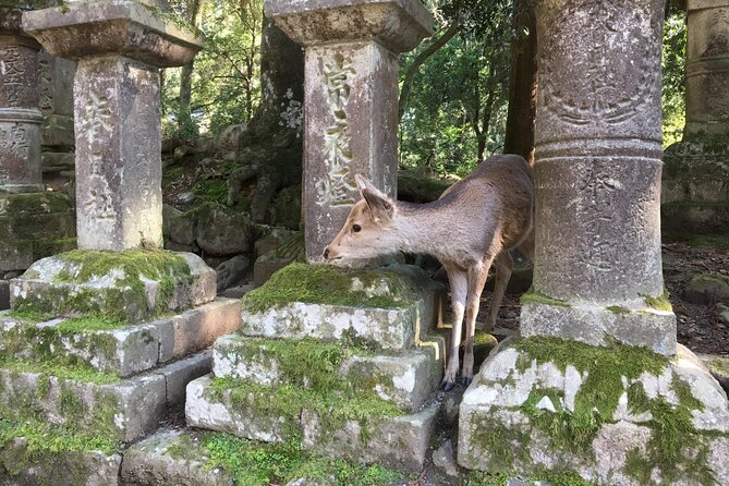 Half-Day Private Guided Tour to Nara City - Inclusions and Exclusions