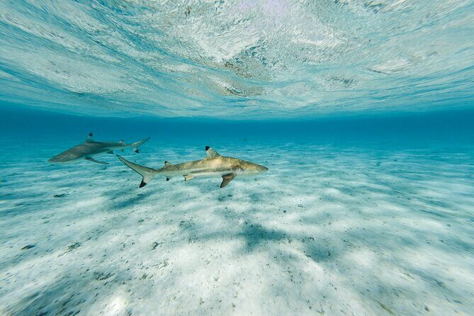 Half-Day Private Luxury Tour from Bora Bora - Who Should Consider This Tour?