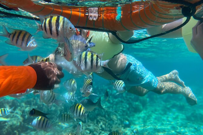 Half-Day Private Roatan Nature Park, Snorkeling, and Beach Tour - Inclusions