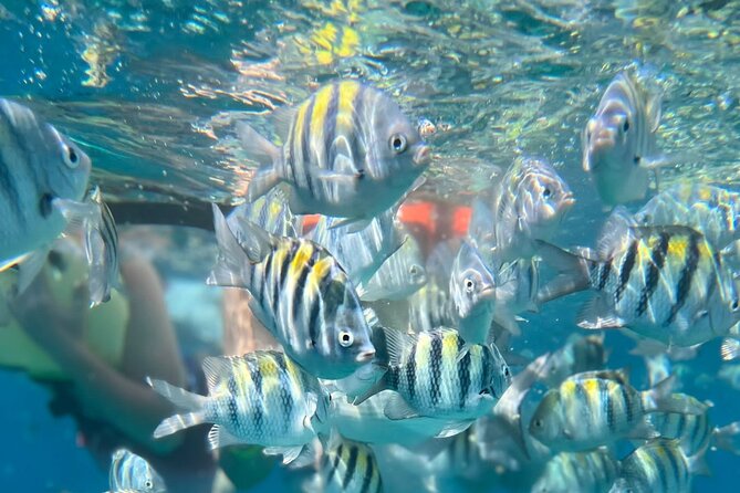 Half-Day Private Roatan Nature Park, Snorkeling, and Beach Tour - Roatan Chocolate Factory