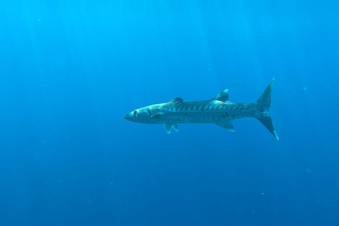 Half-Day Private Roatan Nature Park, Snorkeling, and Beach Tour - Roatan Rum Company