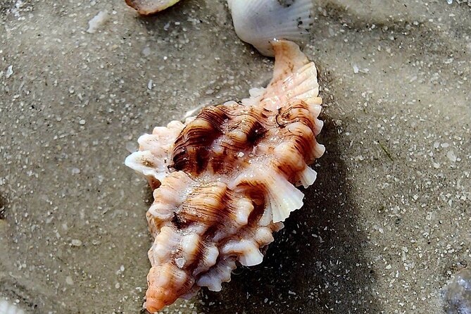 Half Day Private Shelling Dolphin EcoTour in 10 000 Island Marco - What to Expect