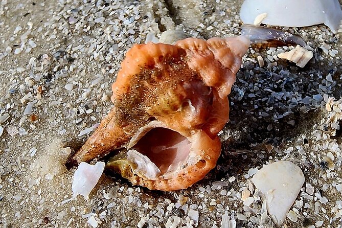 Half Day Private Shelling Dolphin EcoTour in 10 000 Island Marco - Shelling and Dolphin Sightings