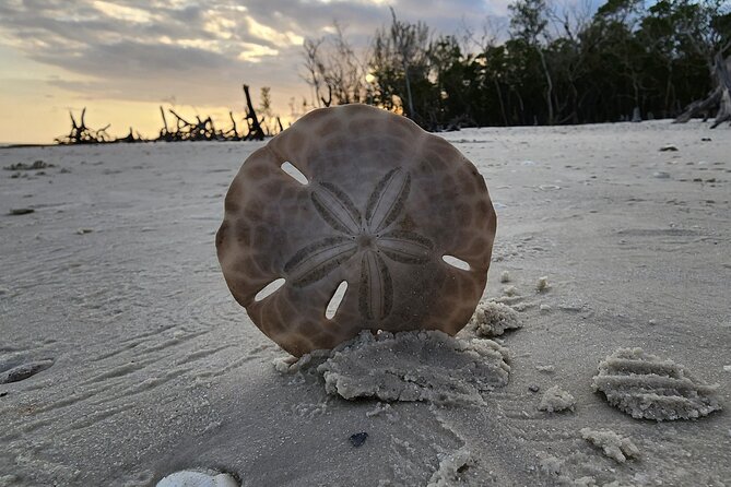 Half Day Private Shelling Dolphin EcoTour in 10 000 Island Marco - Natural Wonders of 10,000 Islands