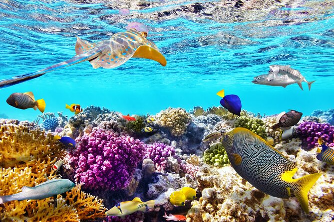Half Day Private Snorkeling Tour in Maafushi Island - Tour Guide Information