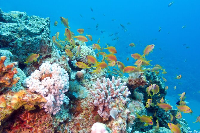 Half Day Private Snorkeling Tour in Maafushi Island - Preparing for the Tour