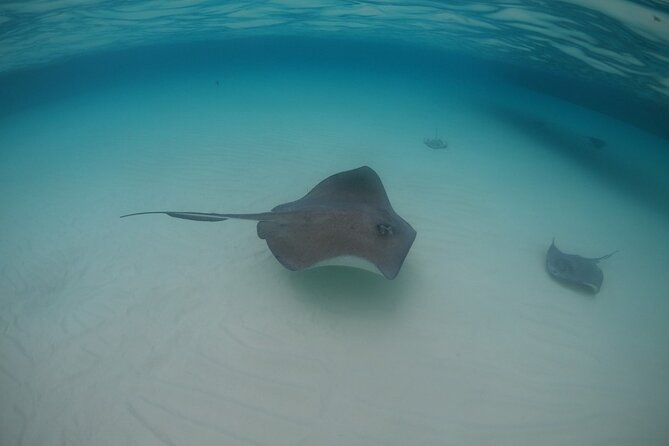 Half-Day Private Stingray City Charter - Grand Cayman - BTC - Exceptional Staff and Service