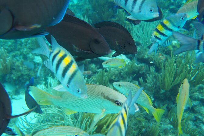 Half-Day Private Stingray City Charter in Cayman Islands - Itinerary and Highlights
