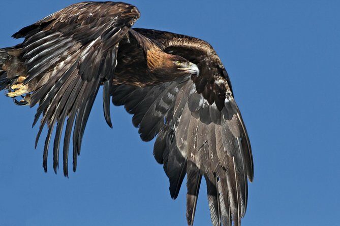 Half Day Private Sunrise Wildlife Safari - Practical Details and Tips