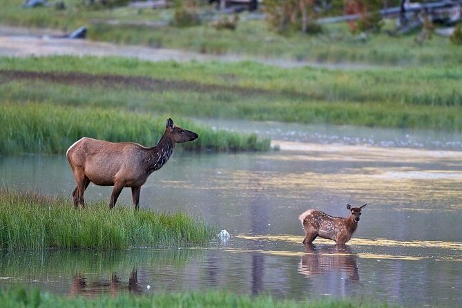Half Day Private Sunrise Wildlife Safari - Is This Tour Right for You?