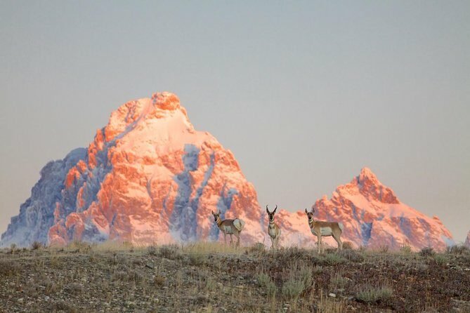 Half Day Private Sunrise Wildlife Safari - Final Thoughts