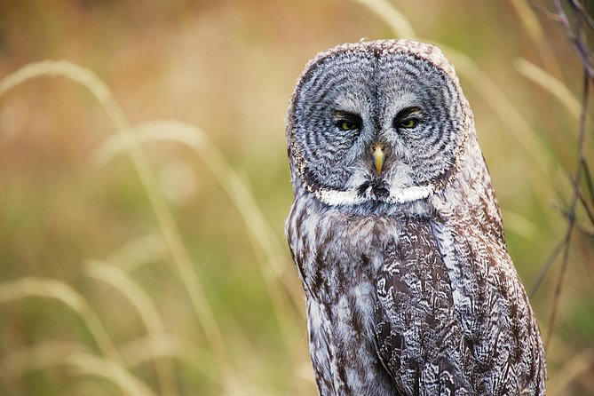 Half Day Private Sunrise Wildlife Safari - Inclusions