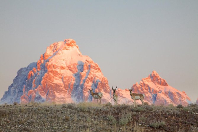 Half Day Private Sunrise Wildlife Safari - Booking Information