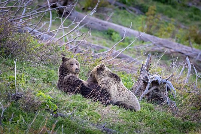 Half Day Private Sunset Wildlife Safari - Guided Insights