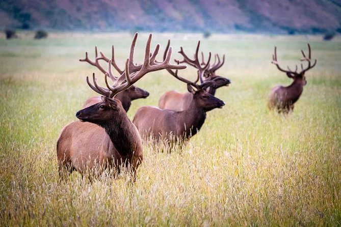 Half Day Private Sunset Wildlife Safari - Tour Inclusions