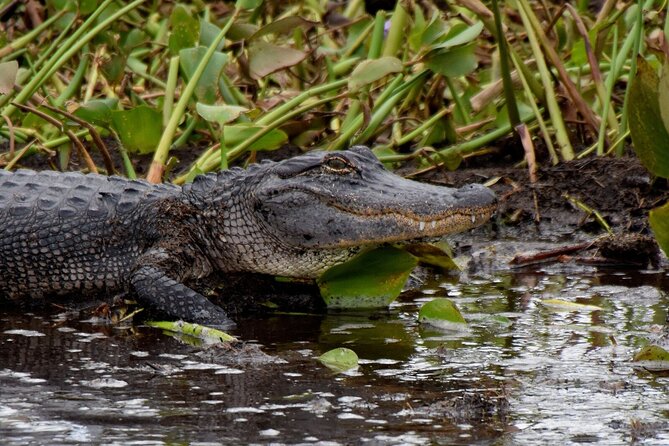 Half Day Private Swamp Experience in Louisiana - Inclusions and Amenities