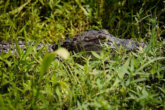 Half Day Private Swamp Experience in Louisiana - Participant Requirements