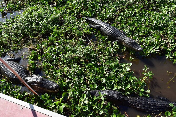 Half Day Private Swamp Experience in Louisiana - Booking Information