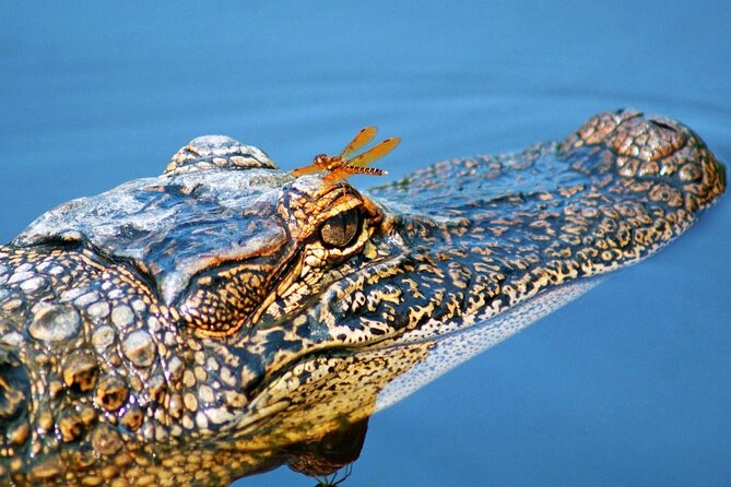 Half Day Private Swamp Experience in Louisiana - Highlights of the Experience