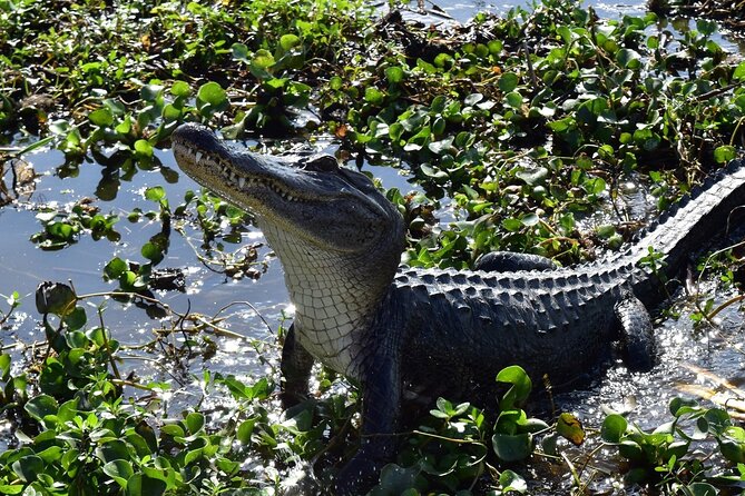 Half Day Private Swamp Experience in Louisiana - Frequently Asked Questions