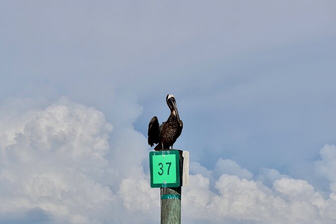 Half-Day Private Tiki Boat Beach Tour From Fort Myers - Spotting Local Wildlife
