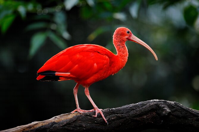 Half-Day Private Tour in Trinidad and Tobago - Inclusions
