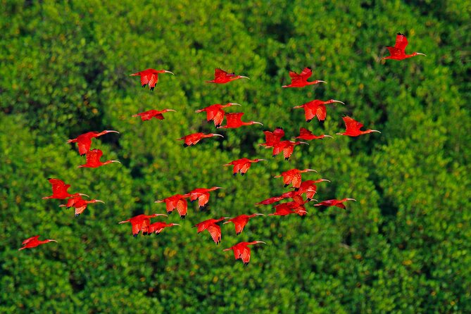 Half-Day Private Tour in Trinidad and Tobago - Pickup Information