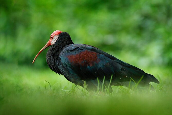 Half-Day Private Tour in Trinidad and Tobago - Preparing for the Tour