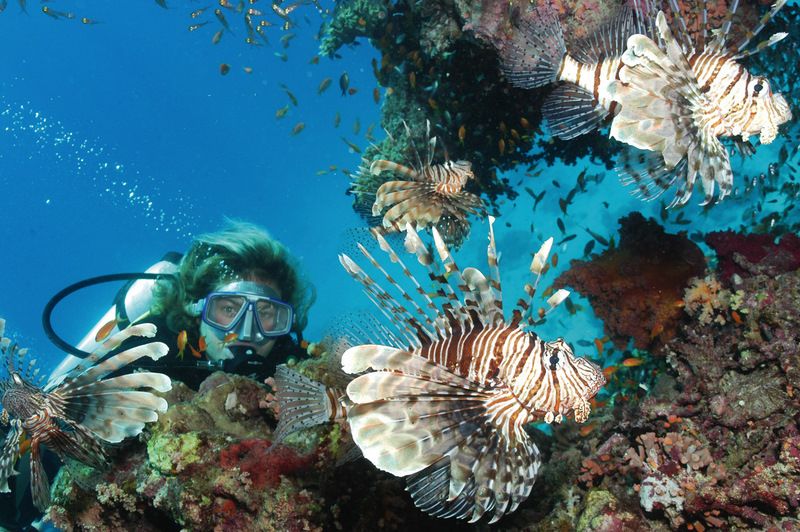 Half-Day: Professionals Diving in Open Water Tour With Lunch - Key Points