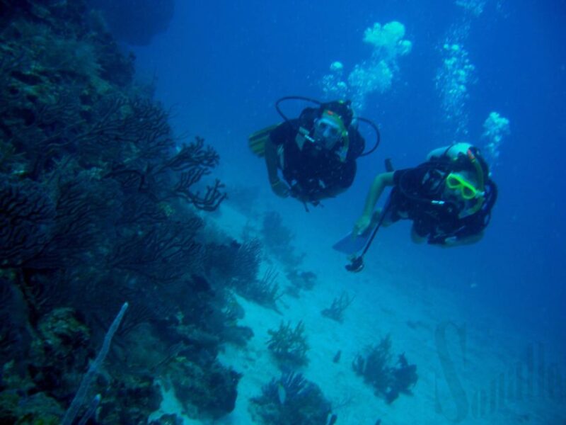 Half-Day: Professionals Diving in Open Water Tour With Lunch - Experience and Highlights