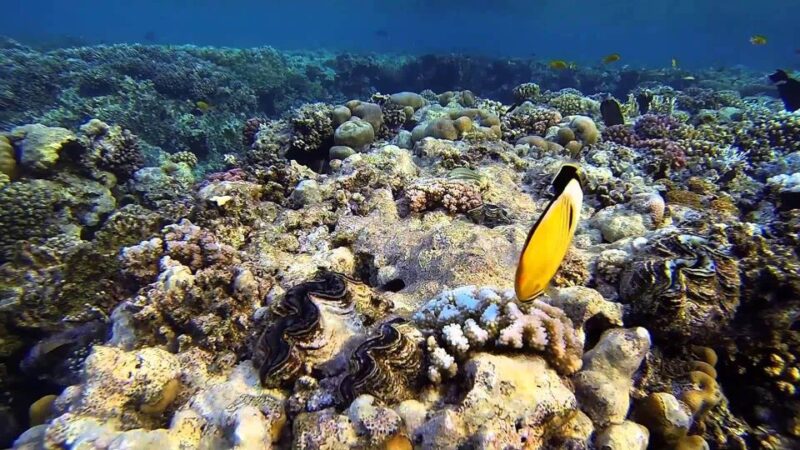 Half-Day: Professionals Diving in Open Water Tour With Lunch - Customer Reviews and Ratings