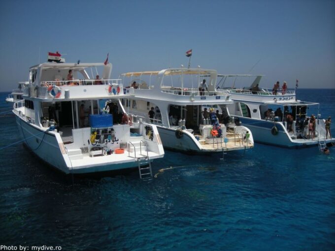 Half-Day: Professionals Diving in Open Water Tour With Lunch - Scuba Diving Basics and Sites