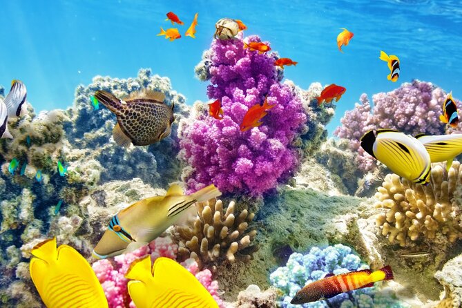 Half-Day Puerto Morelos Snorkeling Experience With Lunch - Pickup and Meeting Information