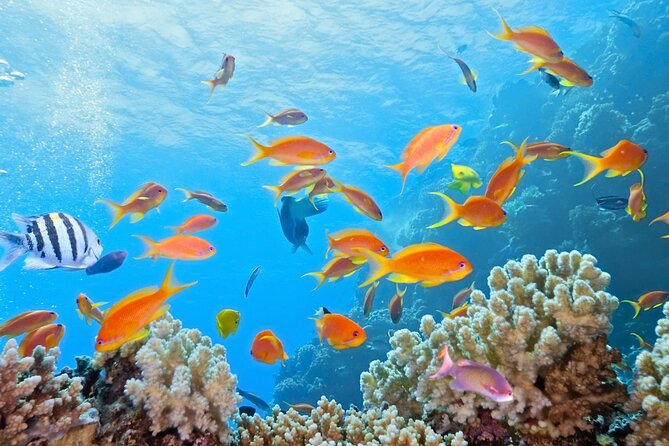 Half-Day Puerto Morelos Snorkeling Experience With Lunch - Inclusions and Exclusions