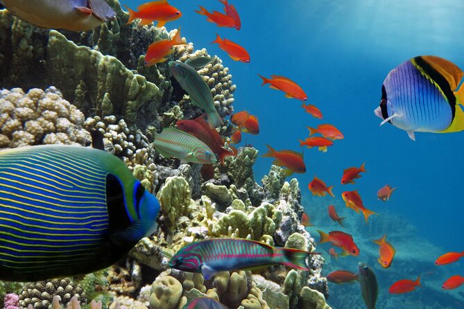 Half-Day Puerto Morelos Snorkeling Experience With Lunch - Cancellation Policy