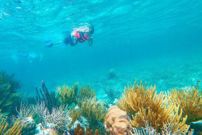 Half-Day Puerto Morelos Snorkeling Experience With Lunch - Customer Feedback and Ratings