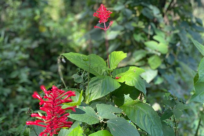 Half-Day River Adventure in El Yunque With a Local - Enjoying Traditional Puerto Rican Cuisine