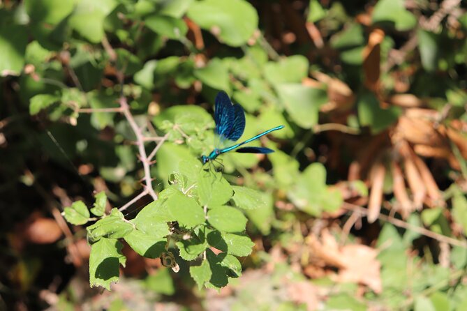 Half-Day River Trekking Stenosia From Kalamata - Cancellation Policy