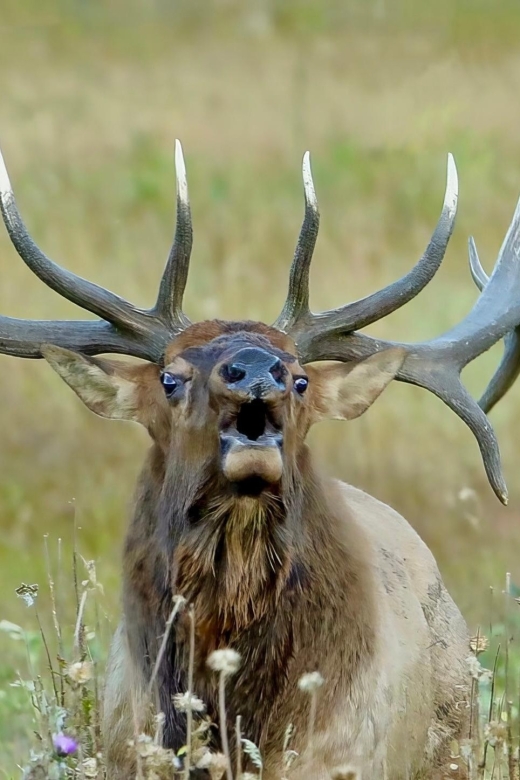 Half-Day RMNP Lakes and Meadows Tour-RMNPhotographer - Important Information