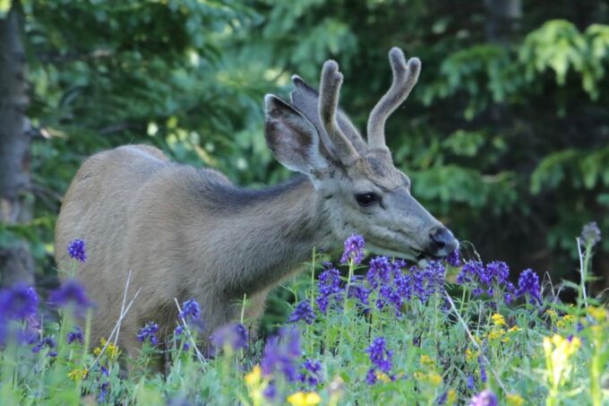 Half-Day RMNP Lakes and Meadows Tour-RMNPhotographer - Cancellation Policy