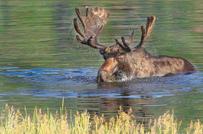 Half-Day RMNP Lakes and Meadows Tour-RMNPhotographer - Accessibility