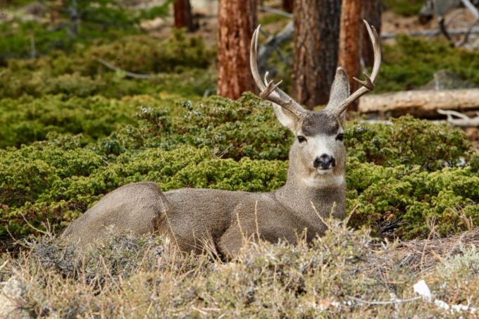 Half-Day RMNP Lakes and Meadows Tour-RMNPhotographer - Reviews and Ratings